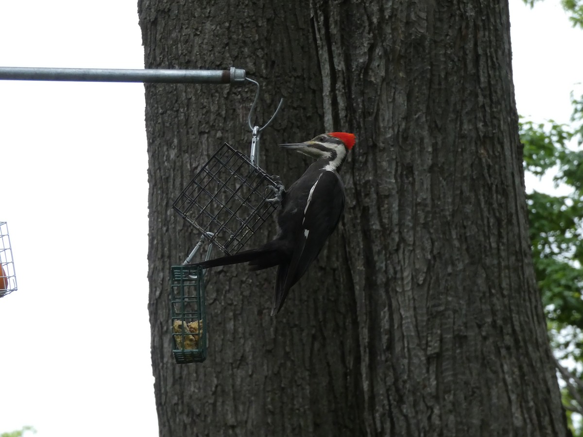Pileated Woodpecker - ML619699023