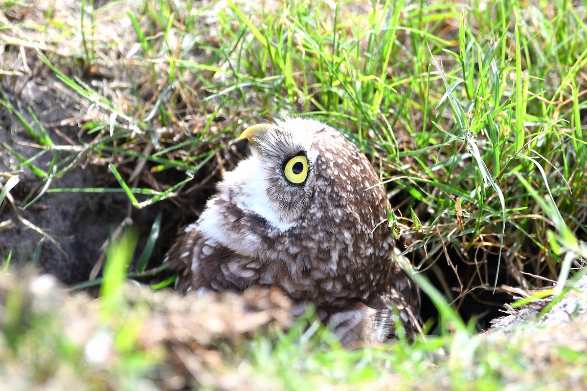 Burrowing Owl (Florida) - ML619699026
