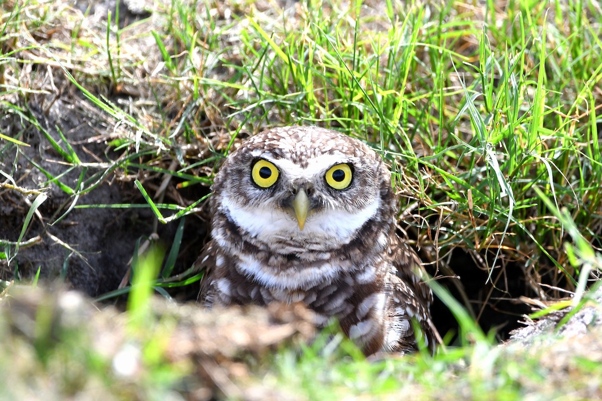 Burrowing Owl (Florida) - ML619699043