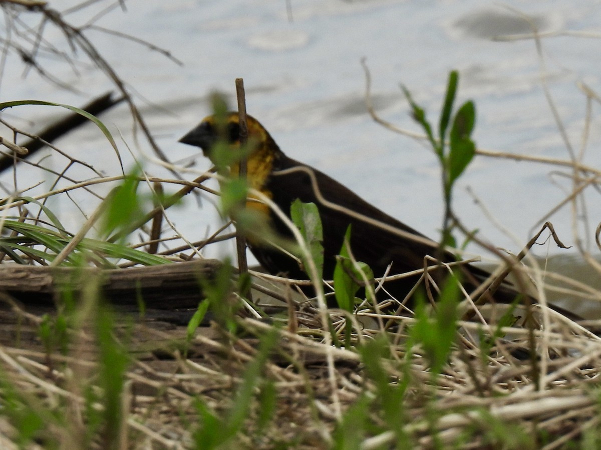 Yellow-headed Blackbird - ML619699049