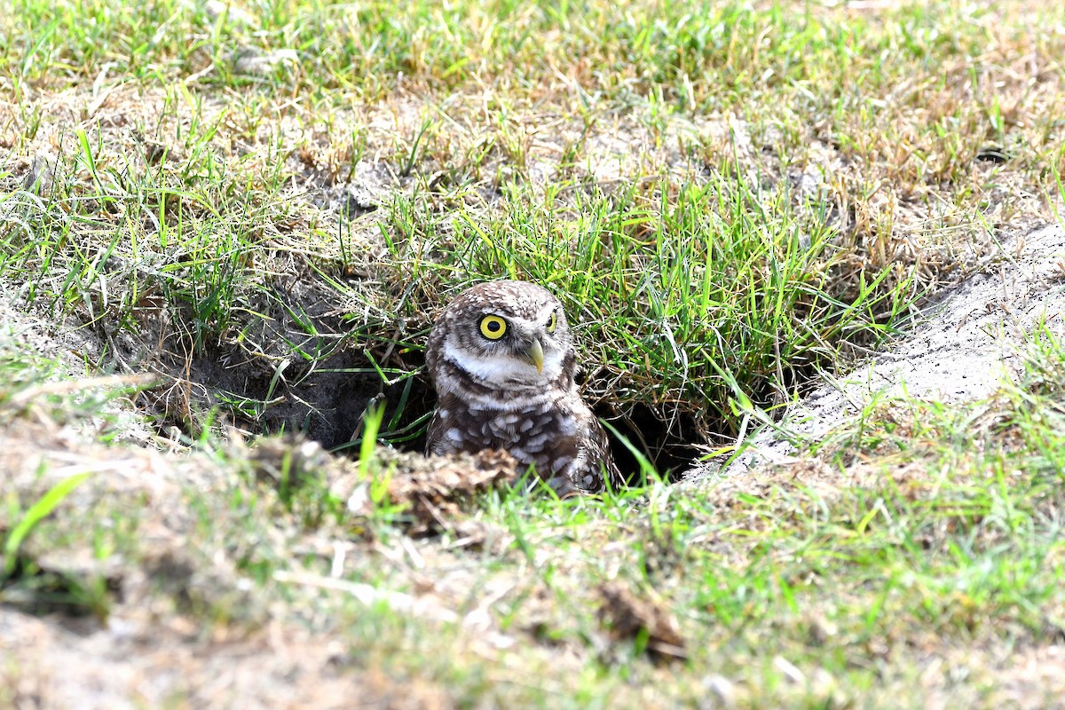 Burrowing Owl (Florida) - ML619699059
