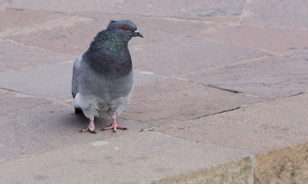 Rock Pigeon (Feral Pigeon) - ML619699072