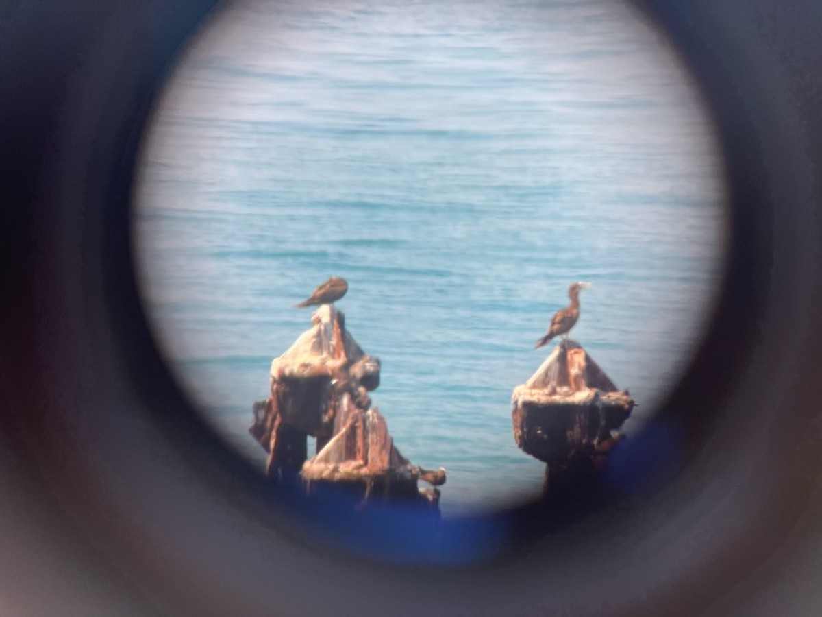 Brown Booby - ML619699073
