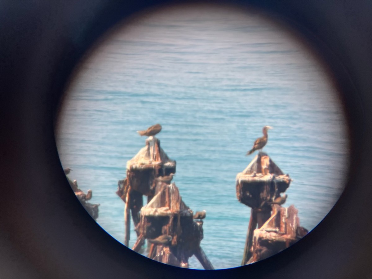 Brown Booby - ML619699075