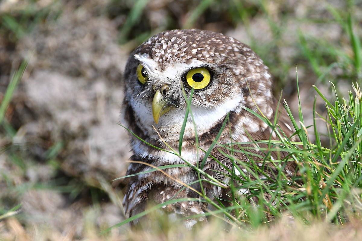 Burrowing Owl (Florida) - ML619699078