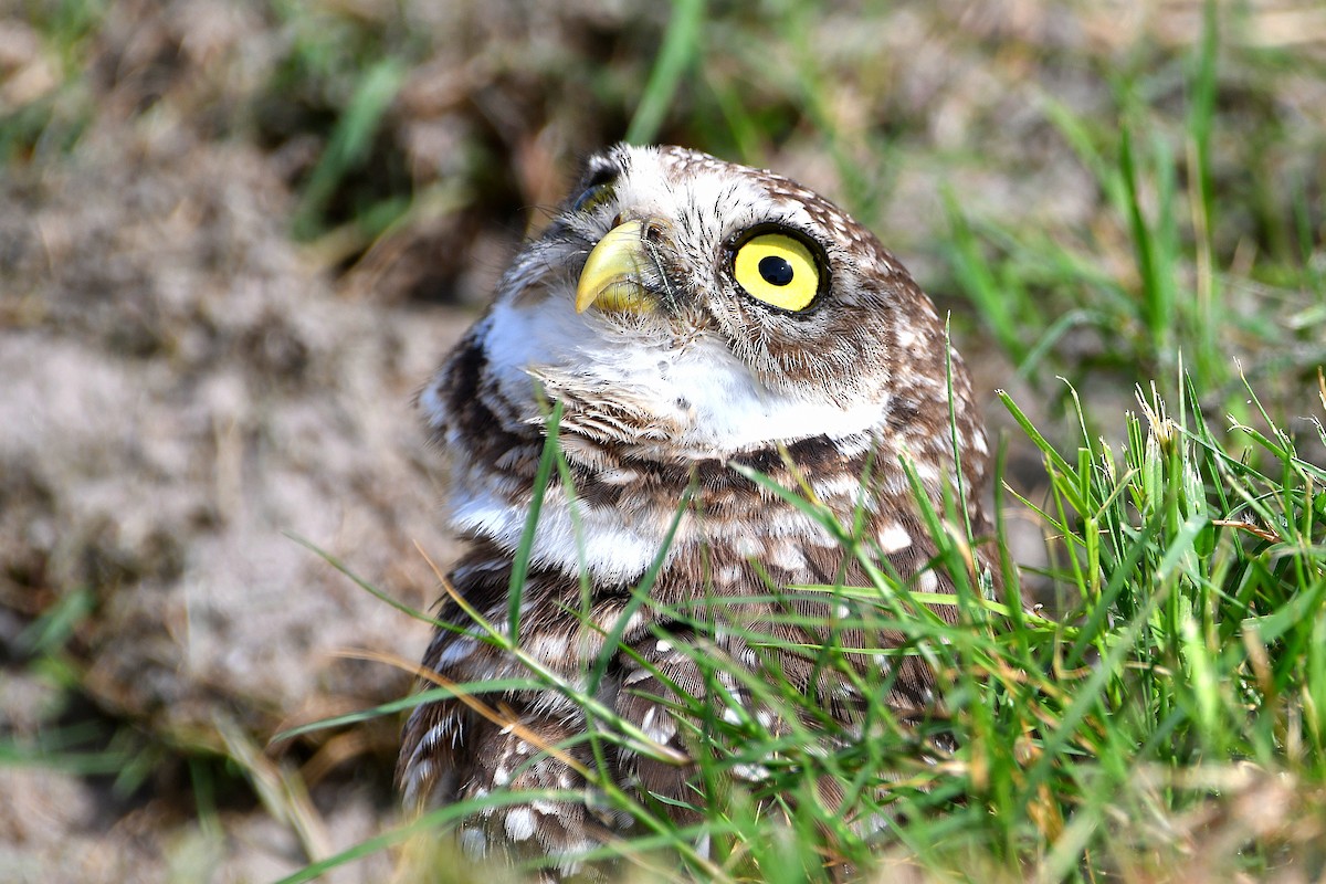 Burrowing Owl (Florida) - ML619699094