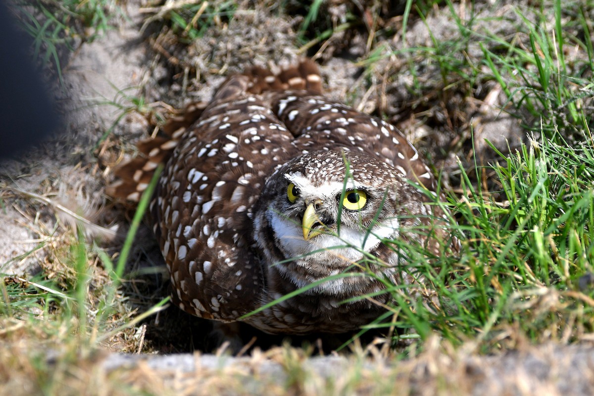 Burrowing Owl (Florida) - ML619699128