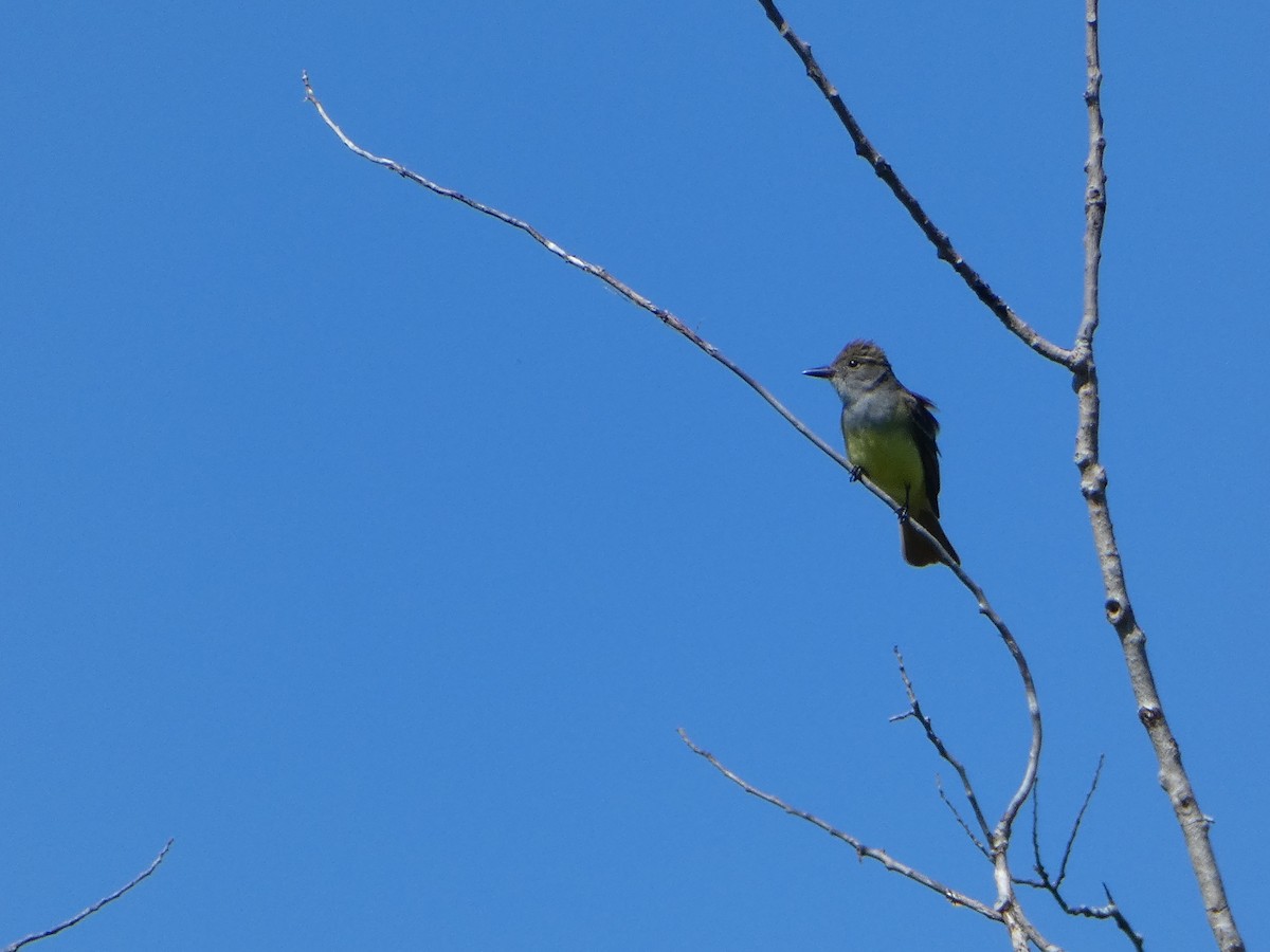 Great Crested Flycatcher - ML619699140