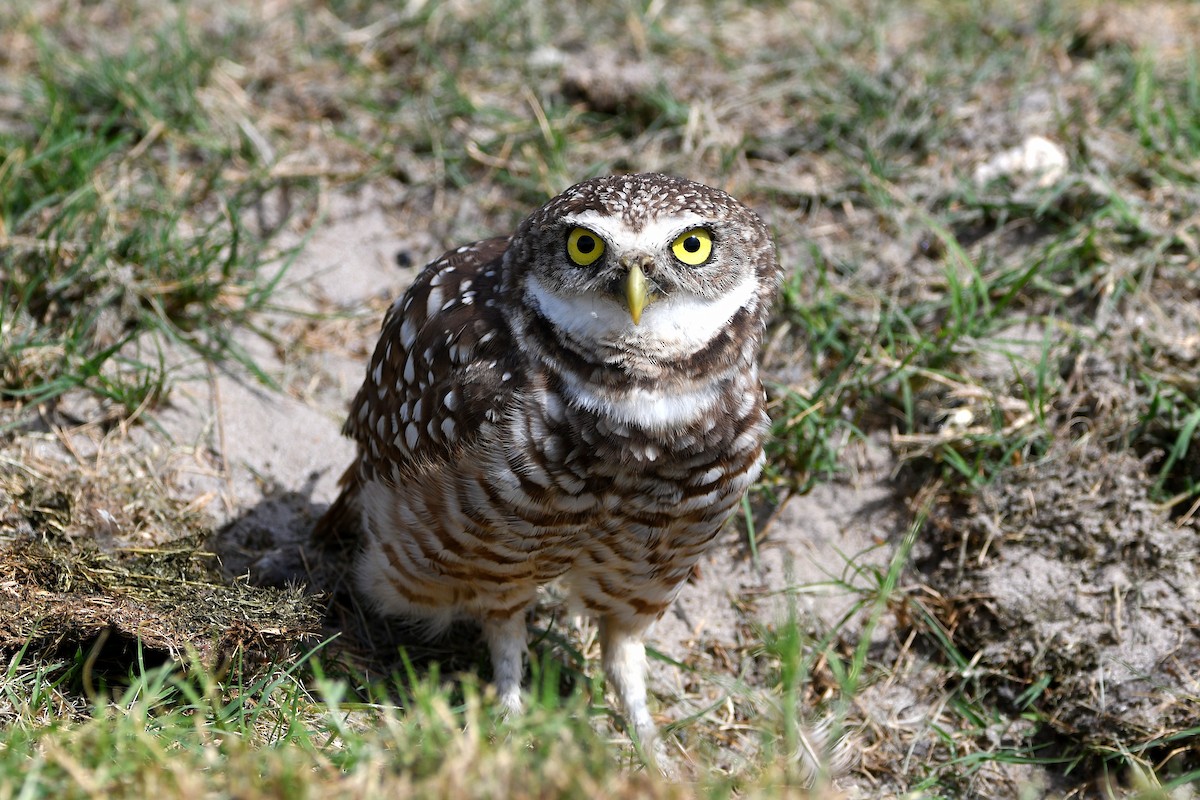 Burrowing Owl (Florida) - ML619699146