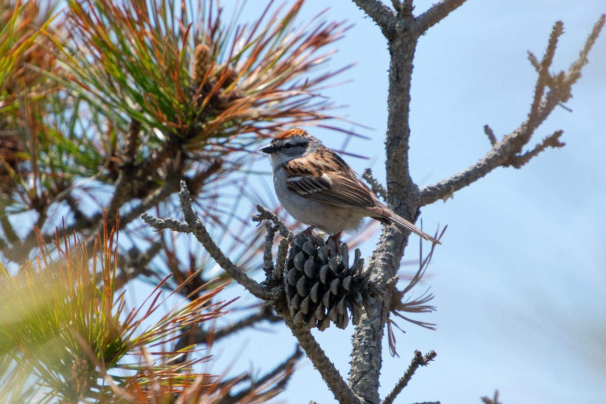 Chipping Sparrow - ML619699150