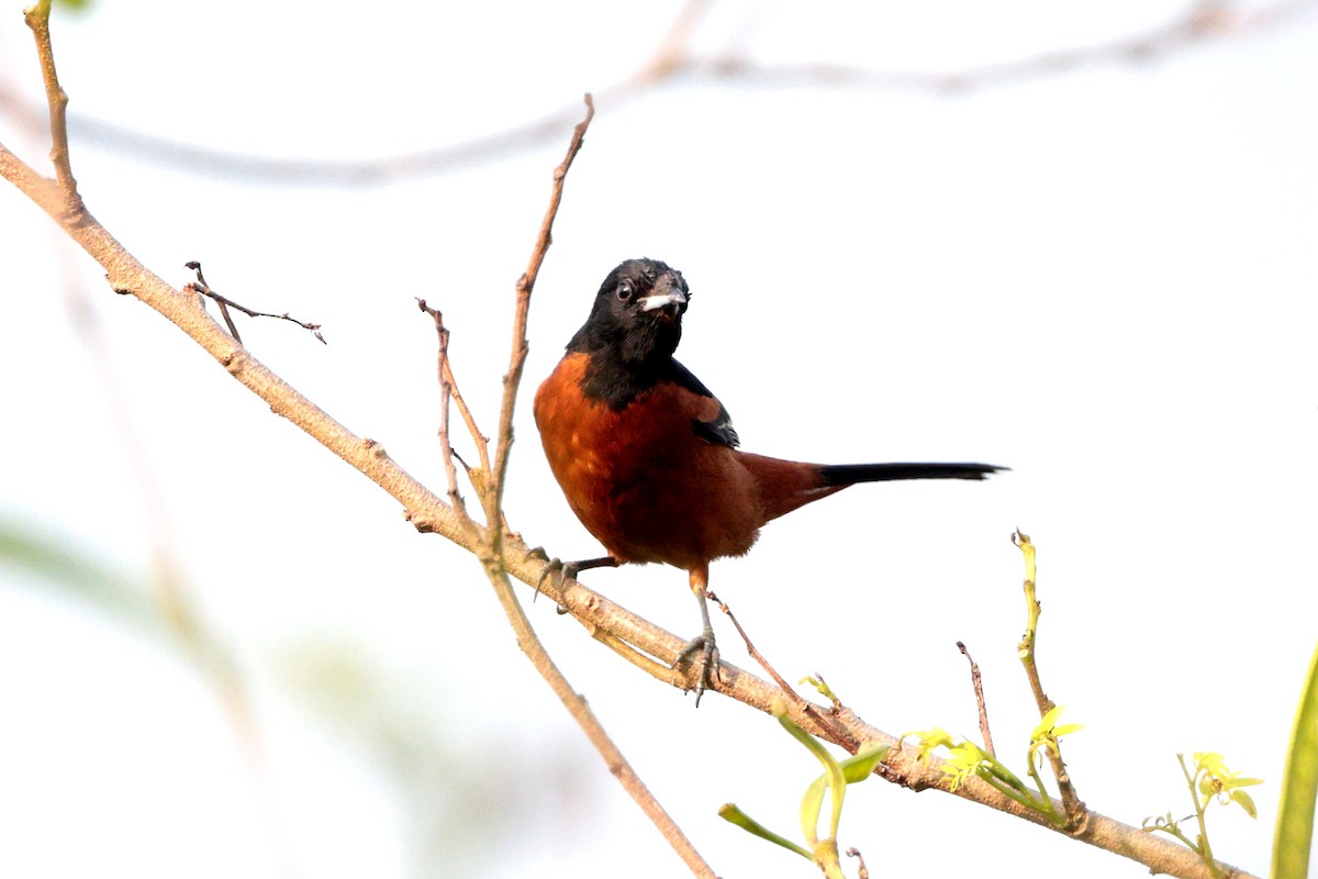 Orchard Oriole - ML619699219