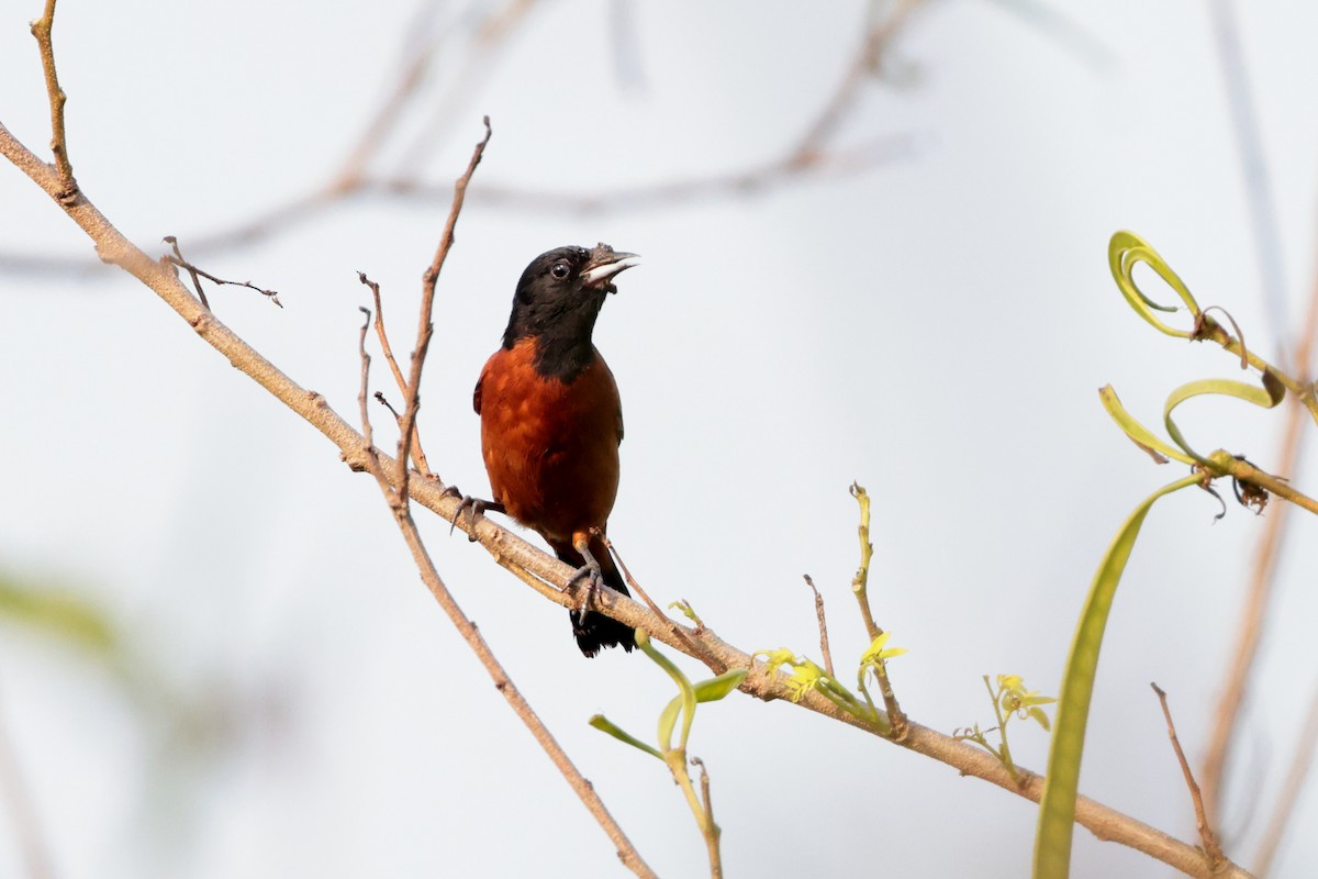 Orchard Oriole - ML619699220