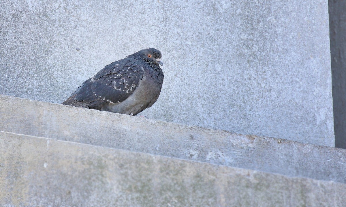 Pigeon biset (forme domestique) - ML619699222