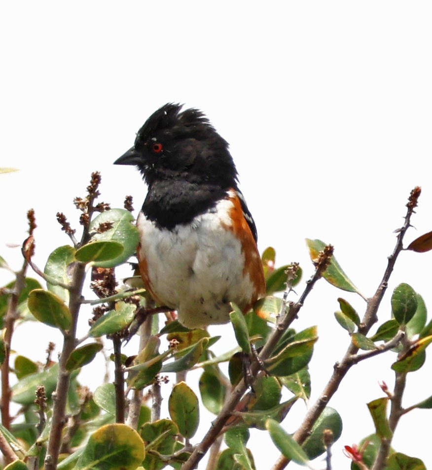 Spotted Towhee - ML619699247