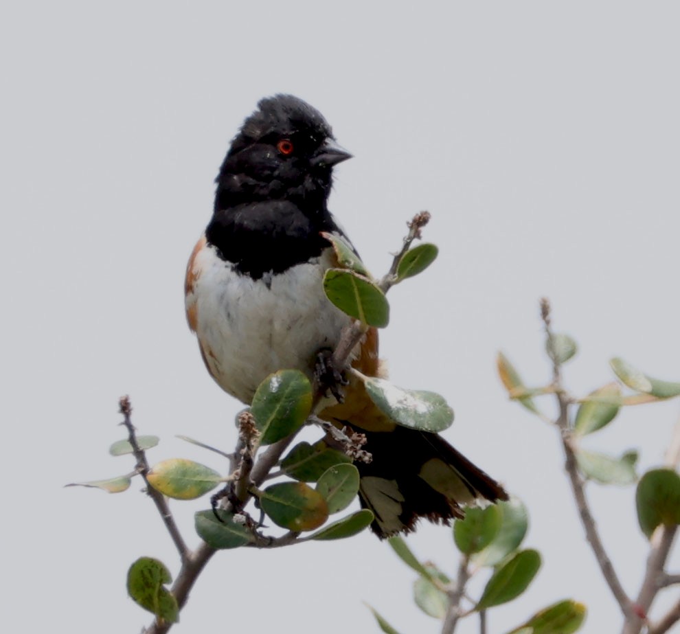 Spotted Towhee - ML619699248