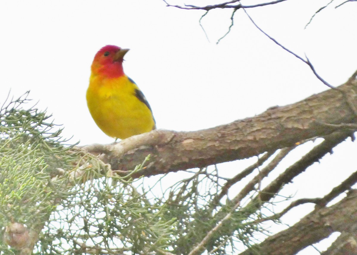 Western Tanager - ML619699251