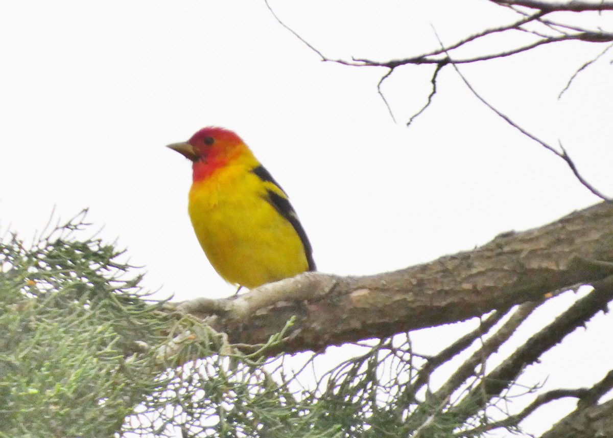 Western Tanager - ML619699252