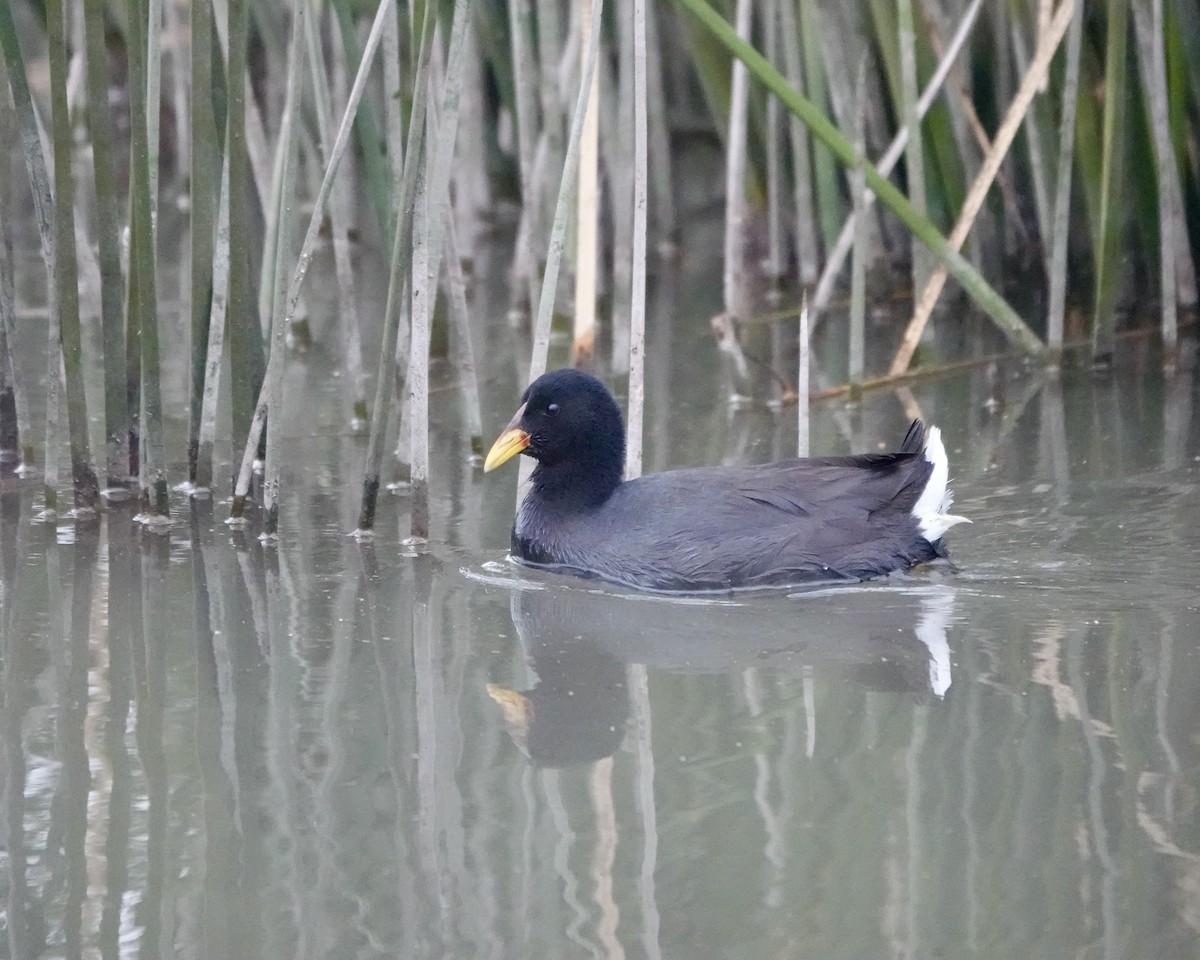 Red-fronted Coot - ML619699267