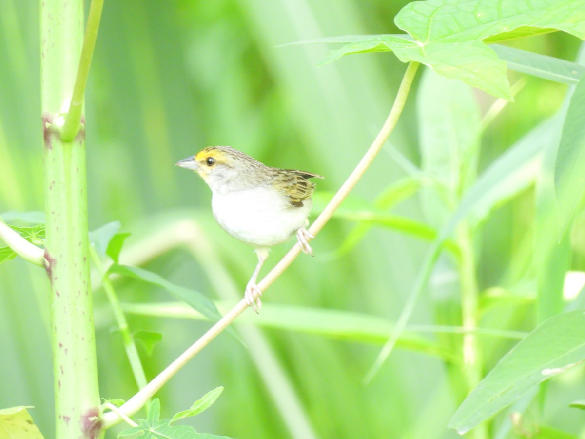Yellow-browed Sparrow - ML619699271