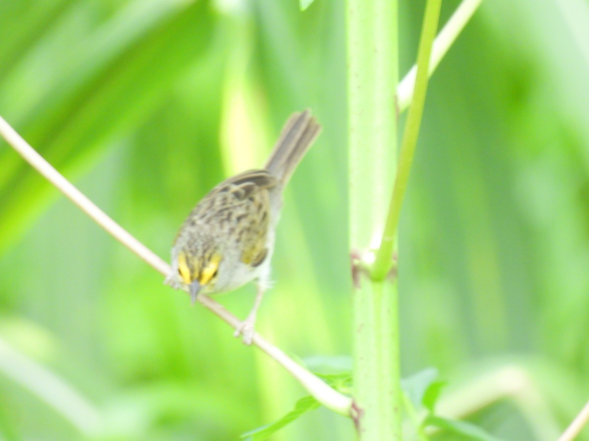 Yellow-browed Sparrow - ML619699272