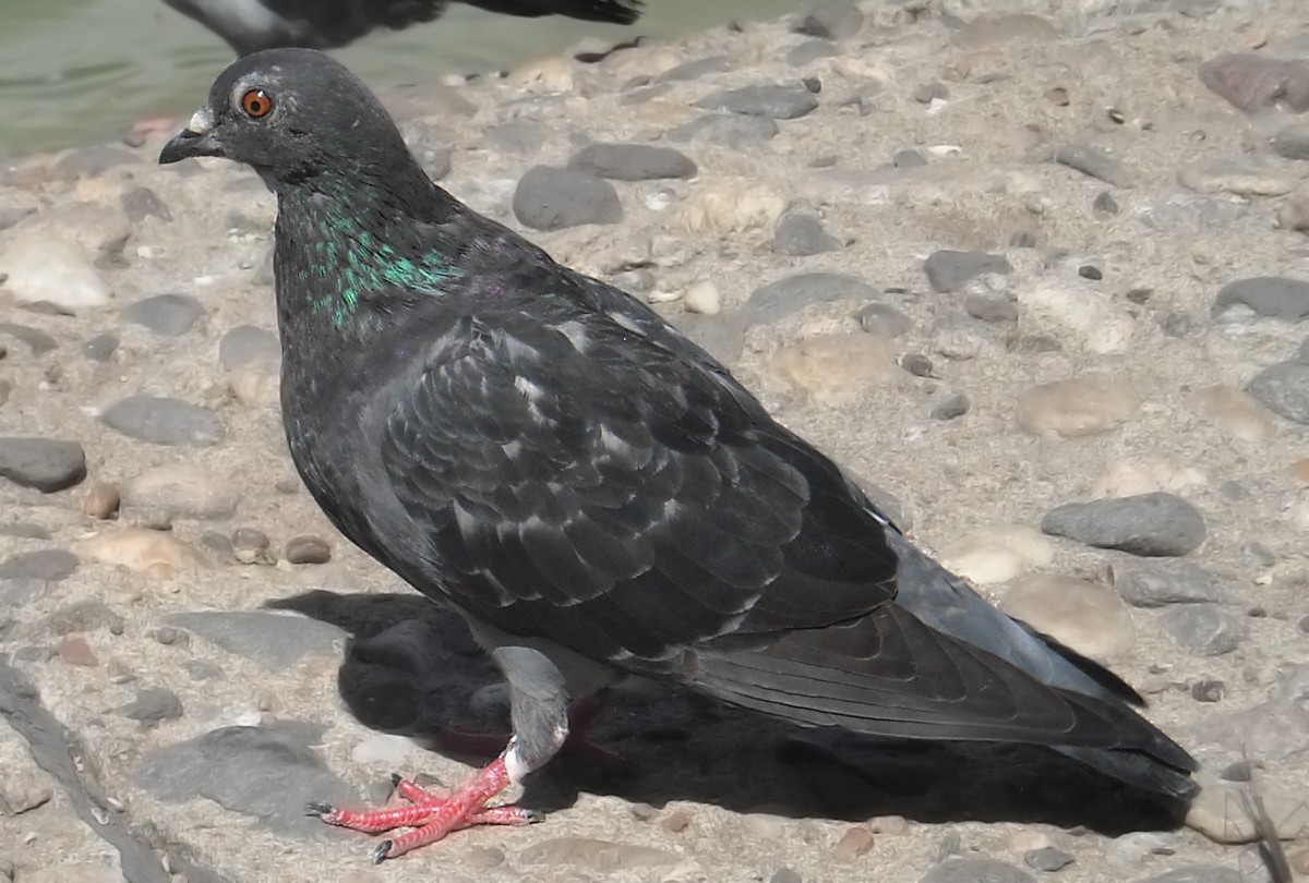 Rock Pigeon (Feral Pigeon) - ML619699301
