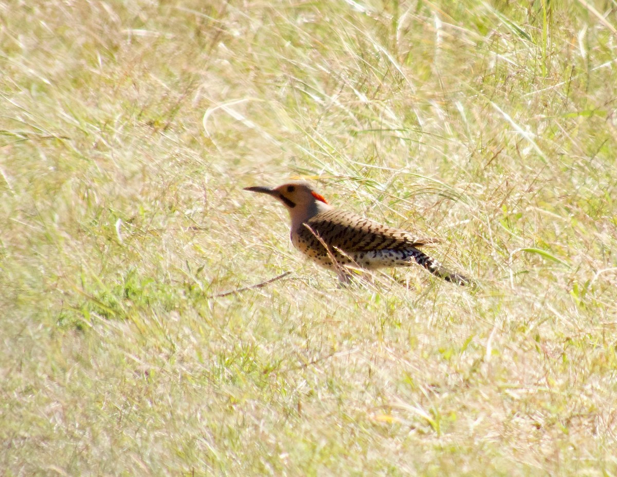 Northern Flicker (Yellow-shafted) - ML619699307