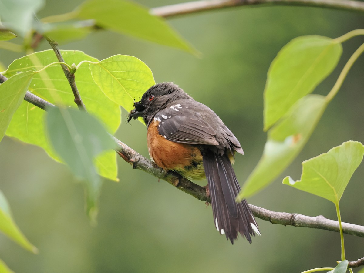 Spotted Towhee - ML619699342