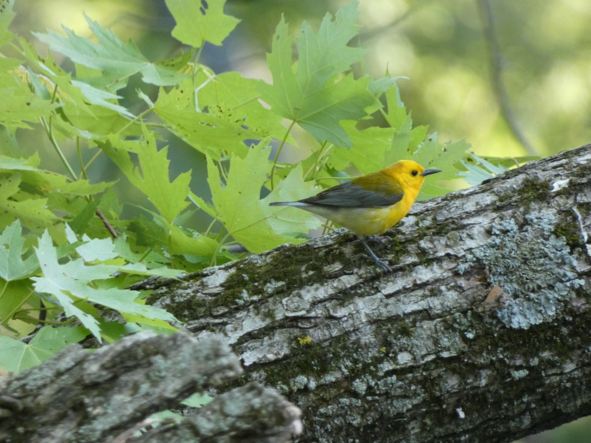Prothonotary Warbler - ML619699343