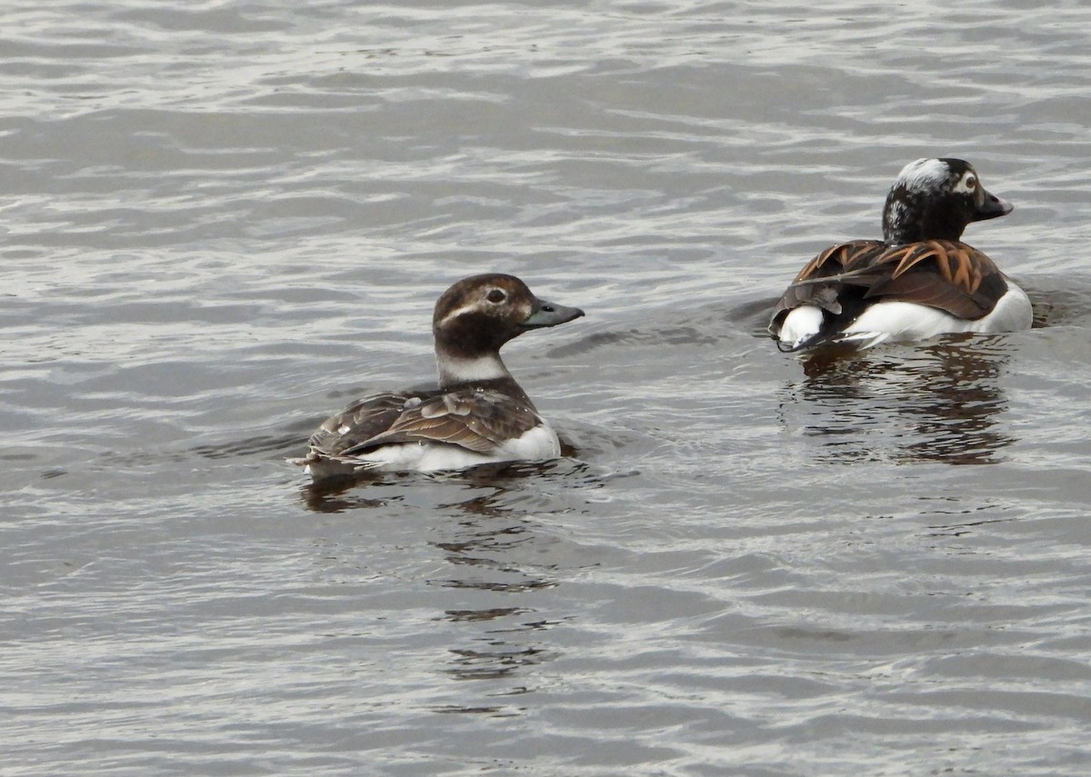 Long-tailed Duck - ML619699352