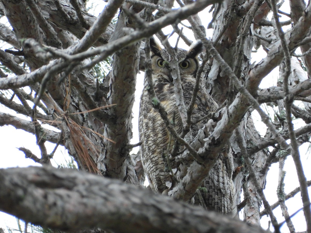 Great Horned Owl - ML619699363