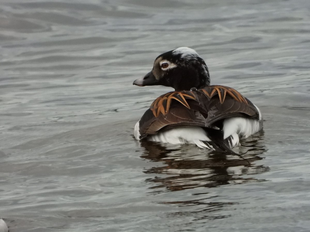 Long-tailed Duck - ML619699364