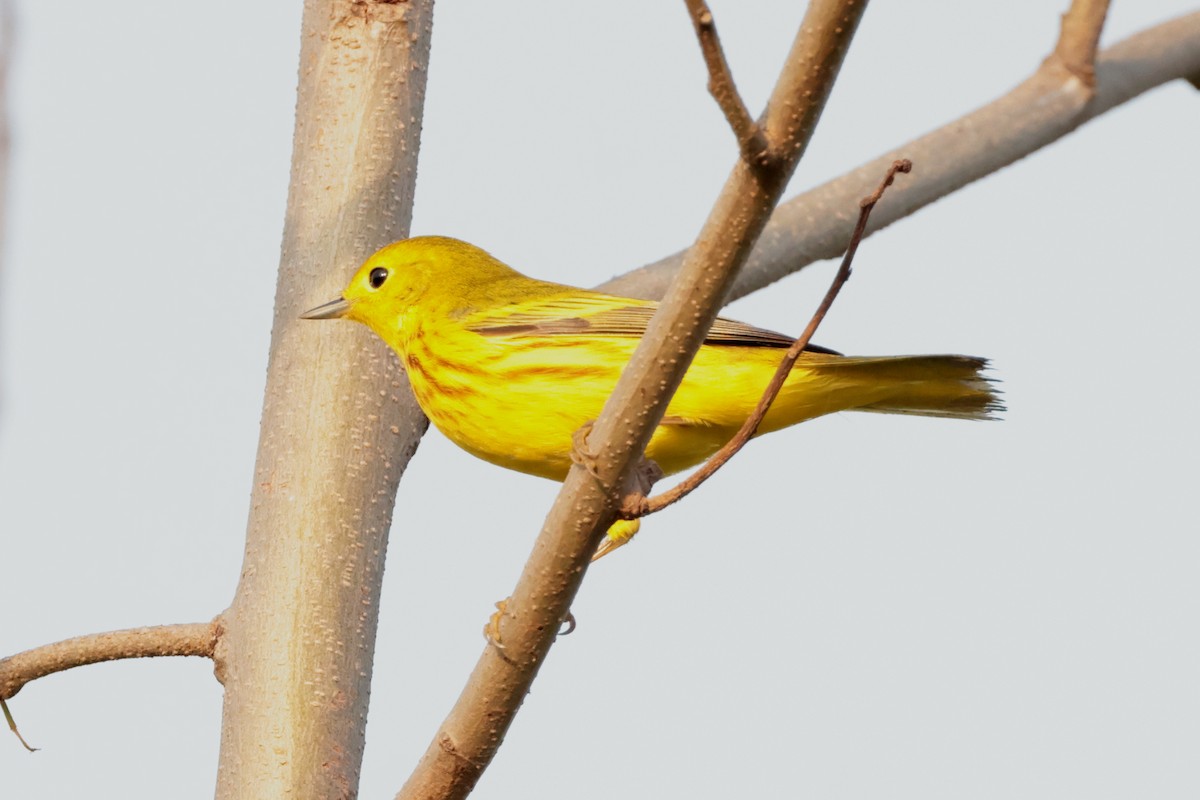 Yellow Warbler - ML619699383