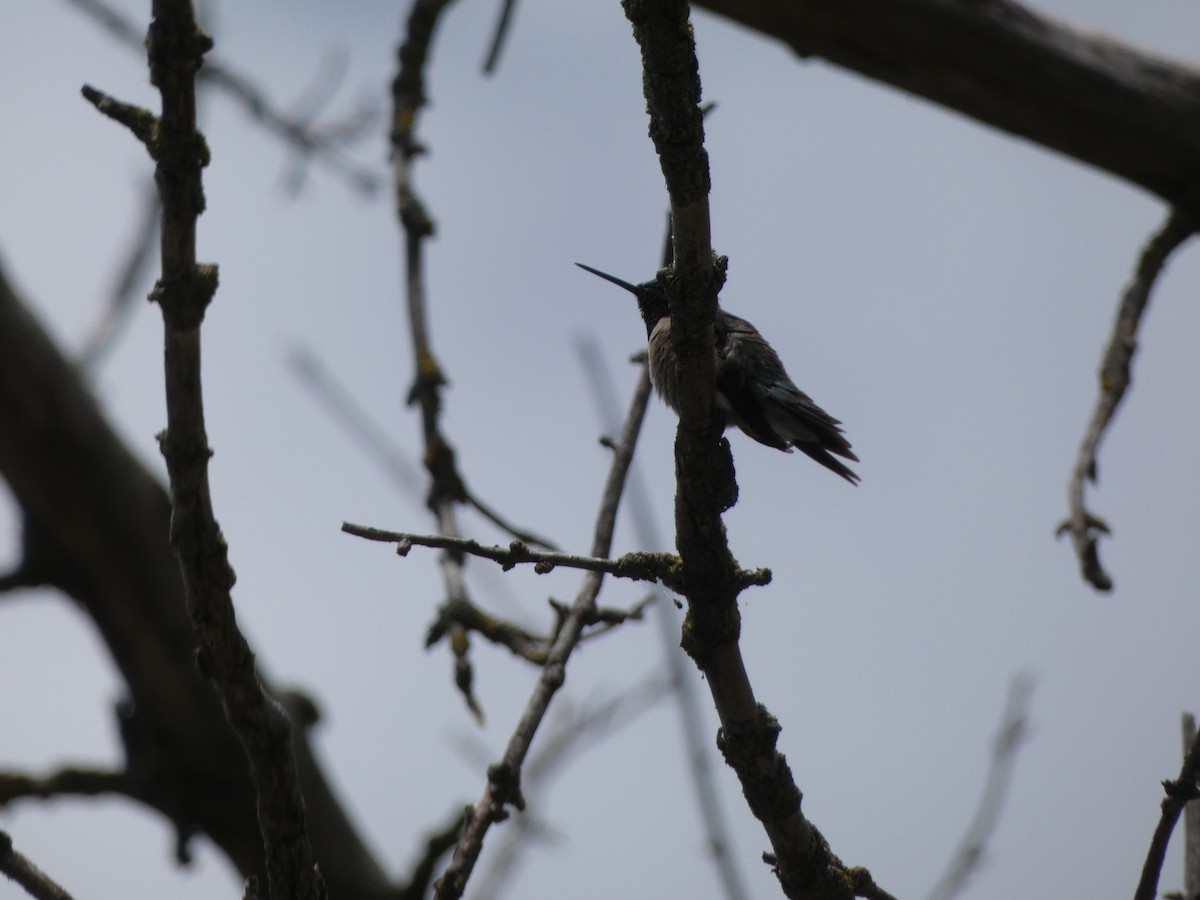 Ruby-throated Hummingbird - ML619699385