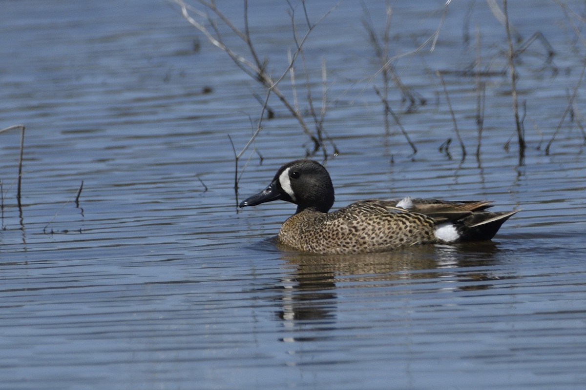 Blue-winged Teal - ML619699386