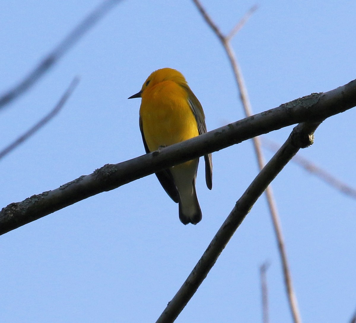 Prothonotary Warbler - ML619699393