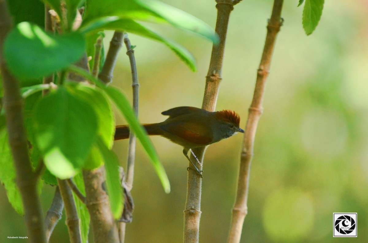 Rufous-capped Spinetail - ML619699479