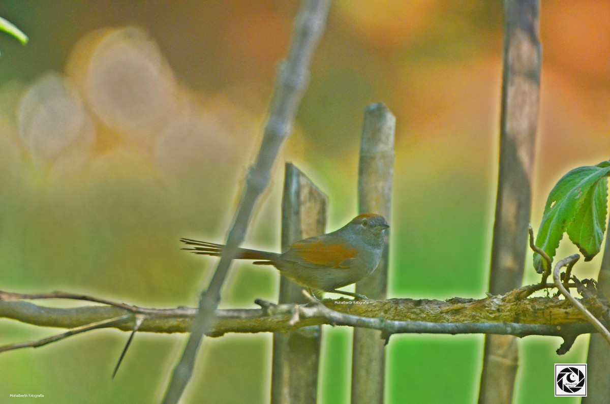 Rufous-capped Spinetail - ML619699482