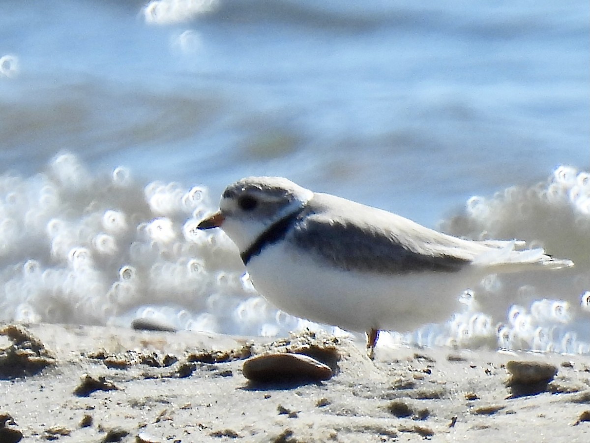Piping Plover - ML619699506