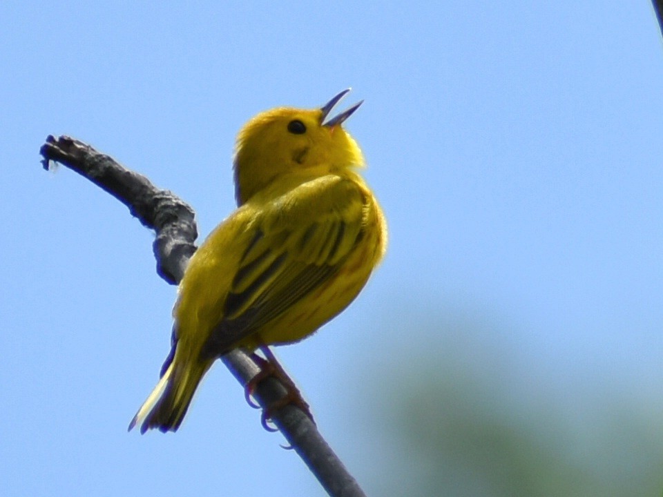 Yellow Warbler - ML619699641