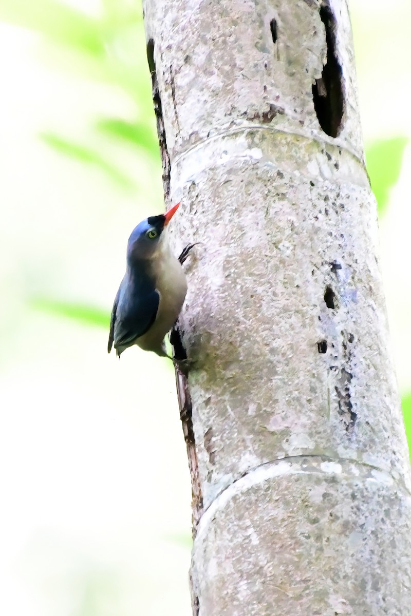 Velvet-fronted Nuthatch - ML619699660