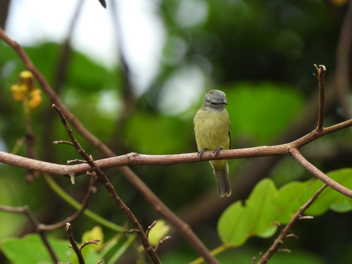 Yellow-crowned Tyrannulet - ML619699710