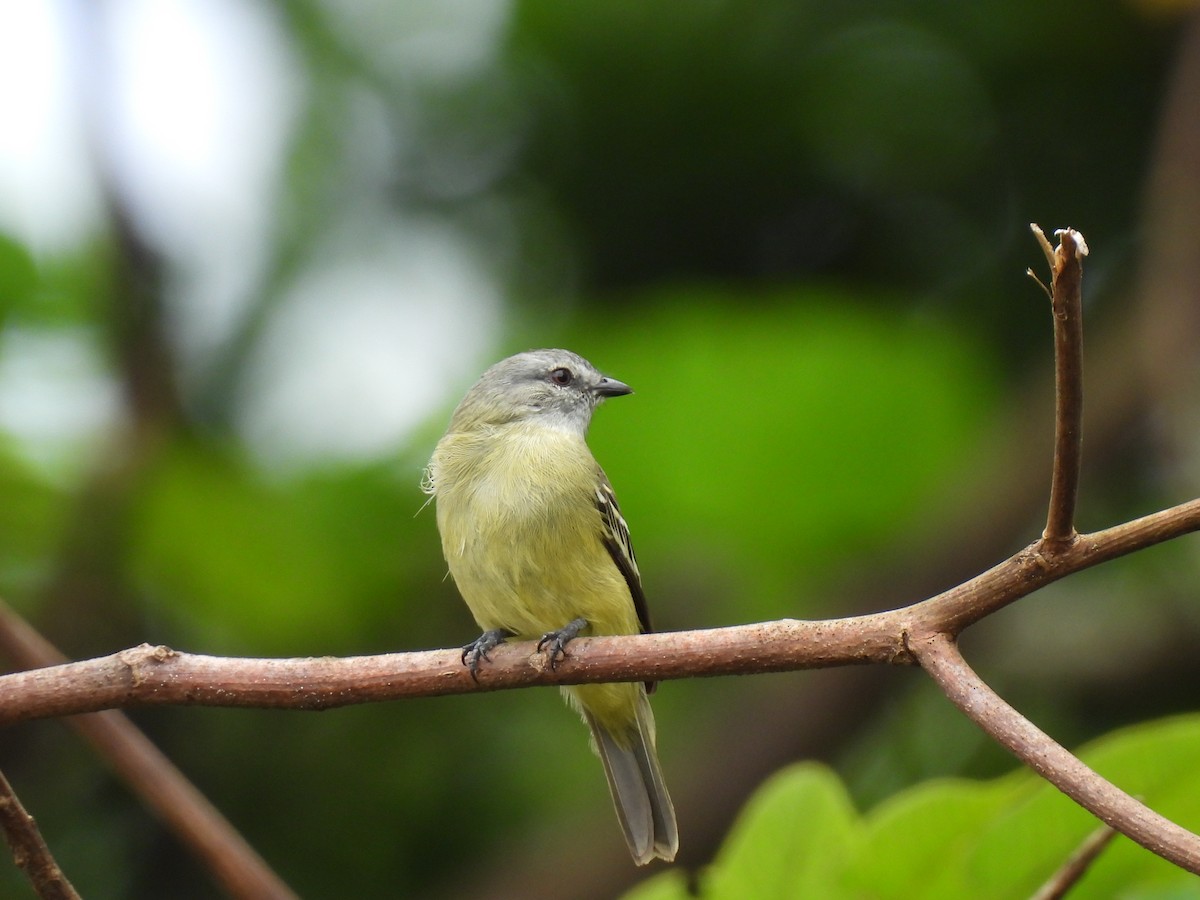 Yellow-crowned Tyrannulet - ML619699711