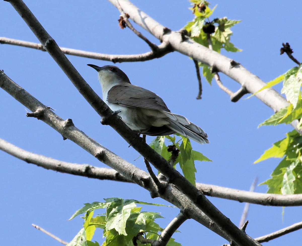 Black-billed Cuckoo - ML619699751