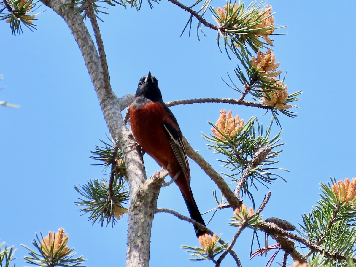 Orchard Oriole - ML619699765