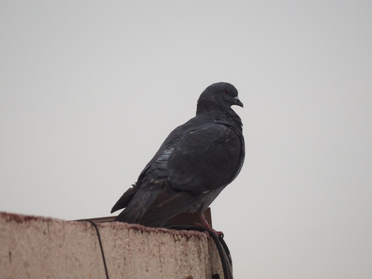 Rock Pigeon (Feral Pigeon) - ML619699772