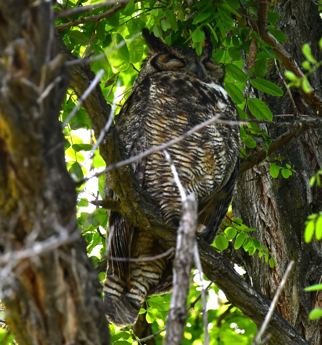 Great Horned Owl - ML619699774