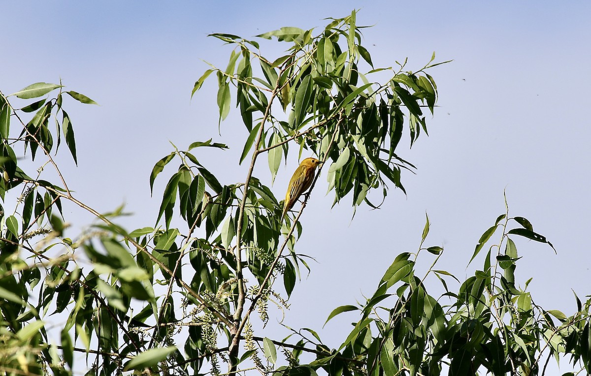 Yellow Warbler (Northern) - ML619699802