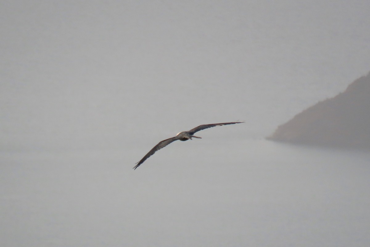 Swallow-tailed Kite - ML619699853