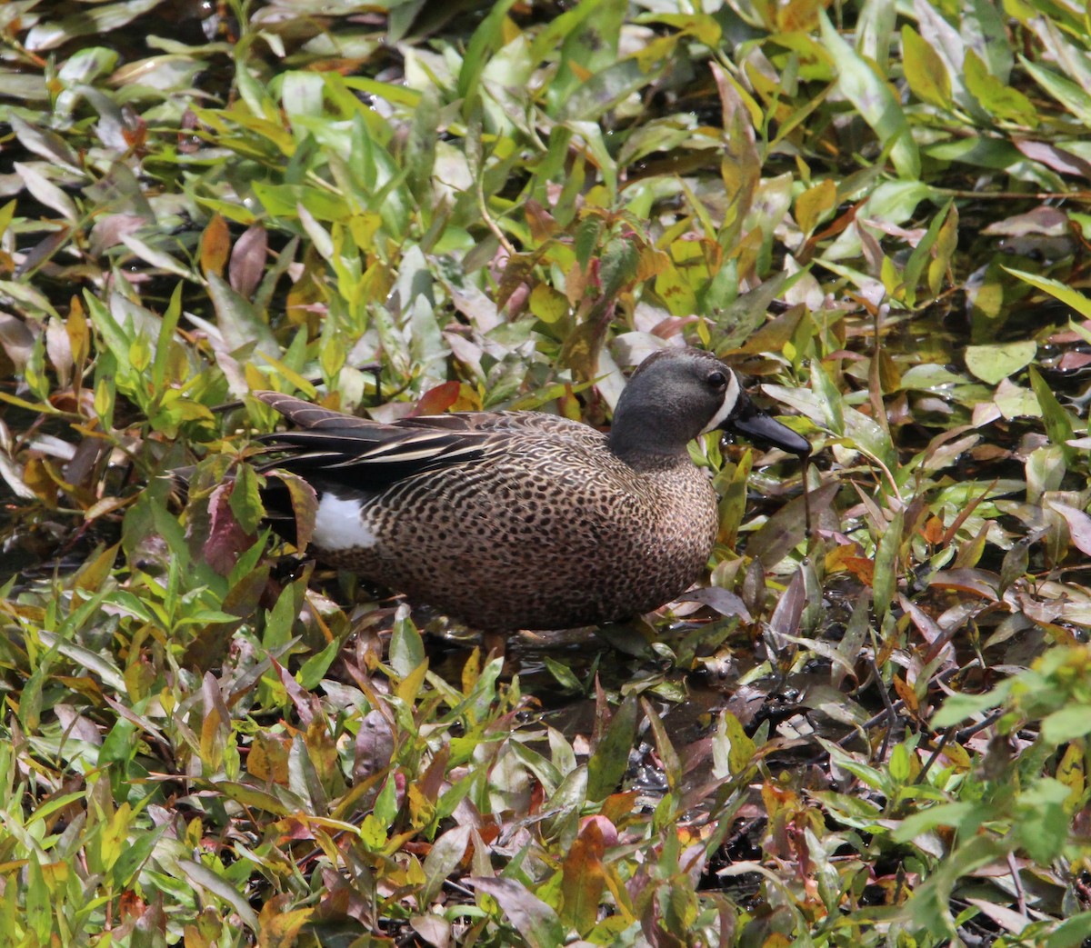 Blue-winged Teal - ML619699878