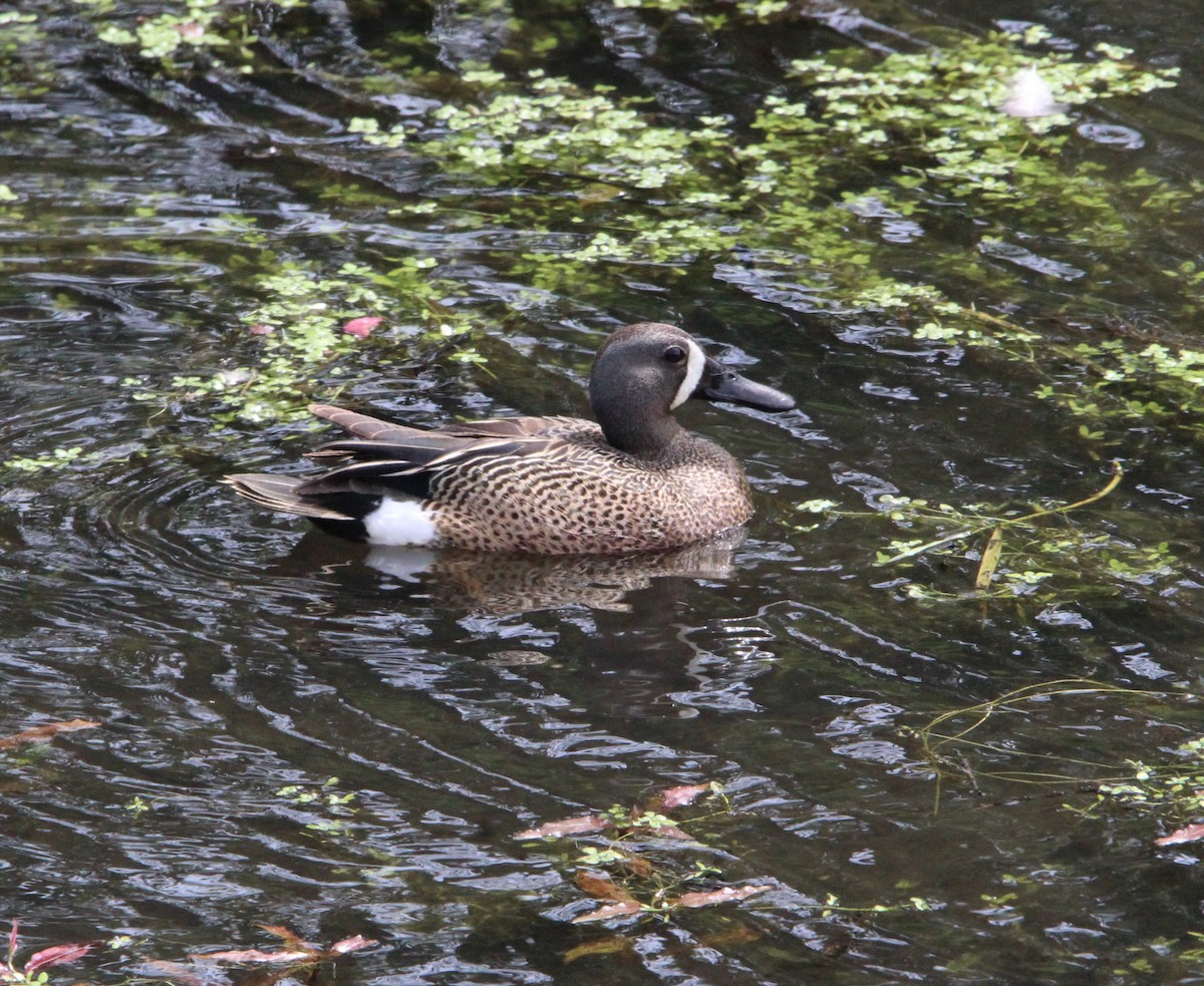 Blue-winged Teal - ML619699879